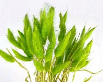 30pc Lime Green Bunny Tails | DIY Dried Florals| Dried Reed decor |  Bunny Tails | Home accessories | Lagurus |Mini Pampas | Vase Fillers