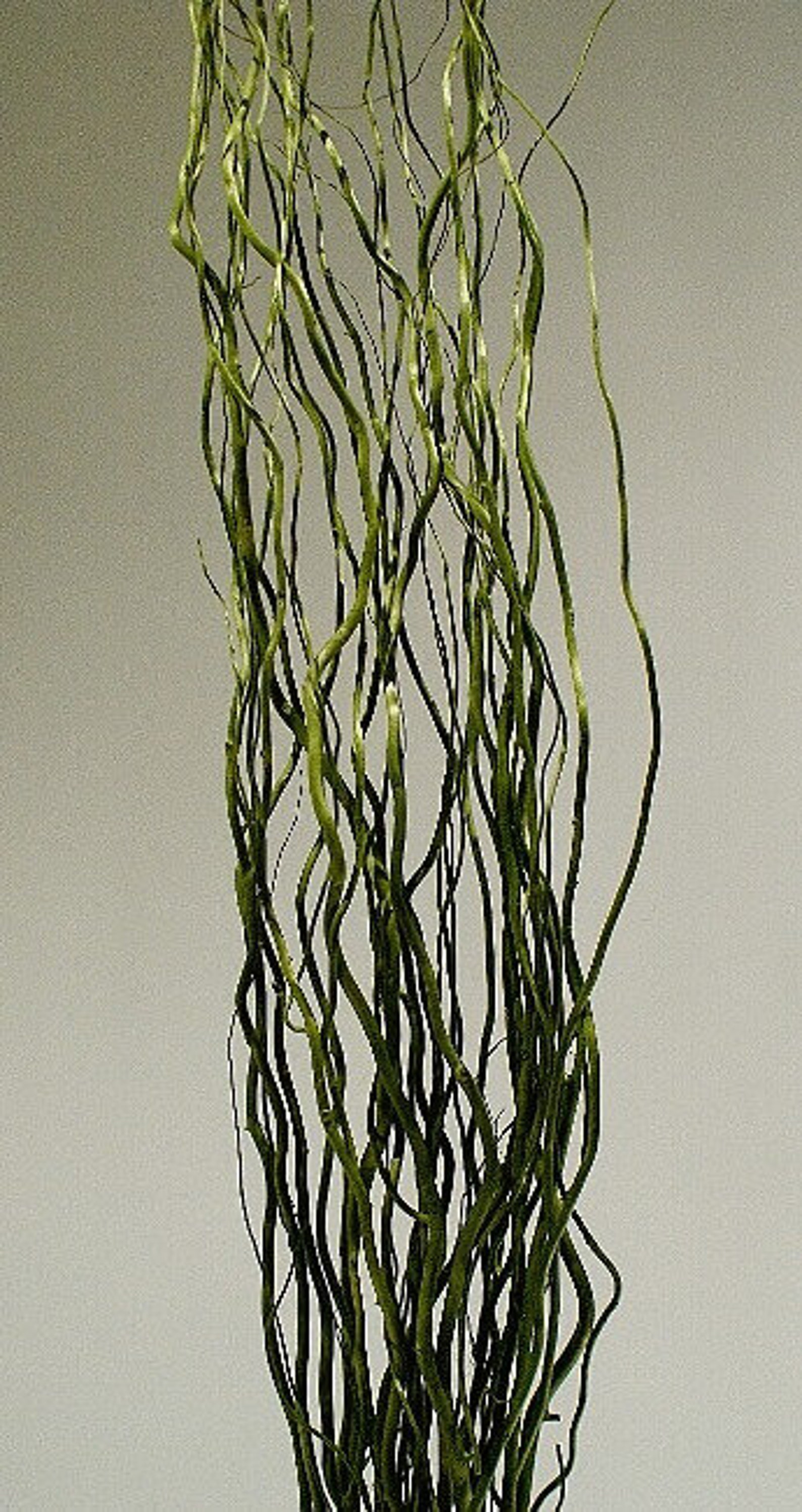 WHITE Curly Willow Branches decorative branch bundle vase Etsy