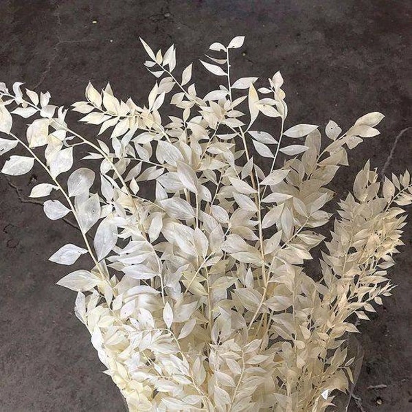 Off White Bleached Ruscus Bunch | Dried floral decor| White Ruscus Plant Stems|preserved florals/ Floral arrangement diy| home decor diy