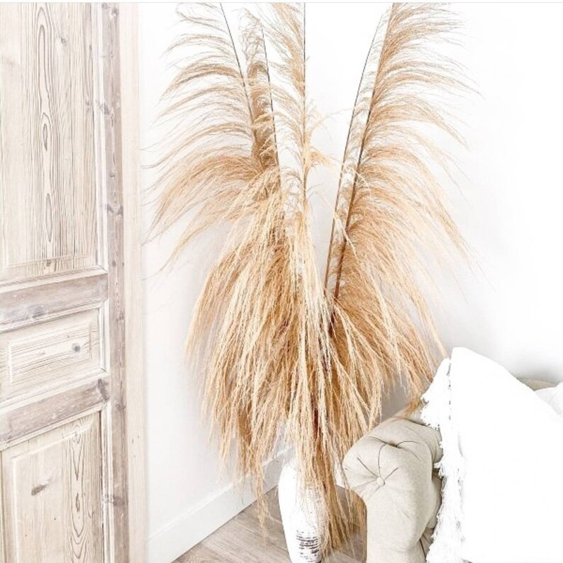 3pc x 6ft Bleached UVA Stalks Bleached uva Stalk Grass UVA image 0