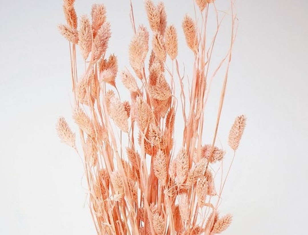 Pale Pink Dried Flowers