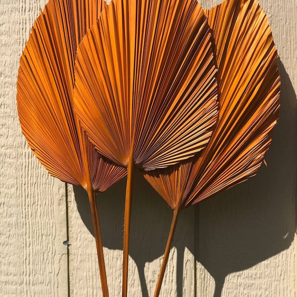 3ft x 3pc Orange Terracotta Anahaw Leaf | Orange Dried Palm Leaves | DIY Dried Floral decor | Dried Palm decor | Rustic decor | palm spears