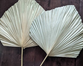 Large Anahaw Natural Stem 1.5ft | Natural Anahaw | Natural Palm Spears |dried palm |Palm Leaf Spear/Boho Decor/Dried floral Decor/ DIY decor