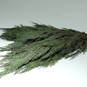 Preserved Green Natural Color Cedar, Cedar Branch, Preserved Leave