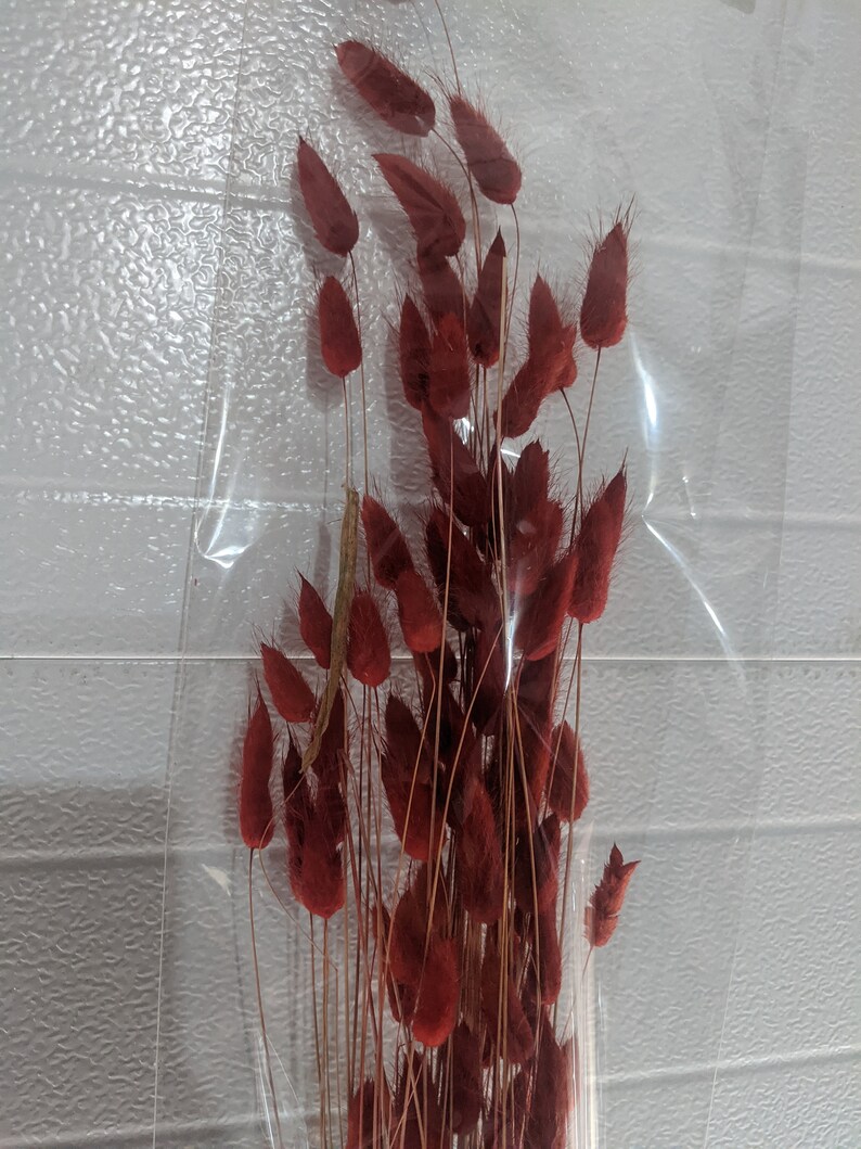 30pc RED Rabbit Tails/ Dried Floral/ Dried Reed Pampas | Etsy