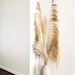 3pc BLEACHED Golden Mixed Tones 6ft tall UVA Stalk/Pampas Grass/Natural uva grass/Bohemian decor/Rustic theme/Dried Grass/Long pompas grass