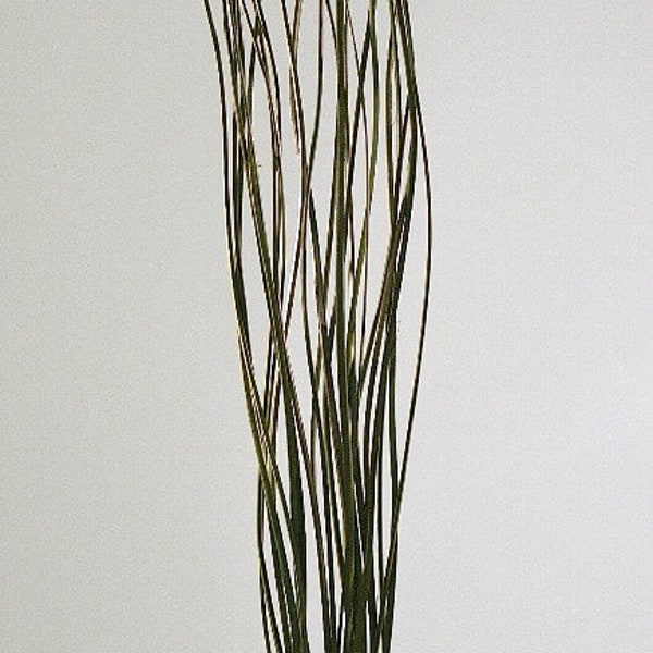 MOSS Tall Magdalena Ting Branches| Thin Curly Willow Branches | decorative branch | vase fillers| home decor|willow sticks|natural decor