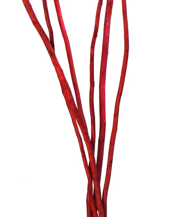 5FT Red Kamboi Curly Sticks Decorative Branches Vase Etsy UK