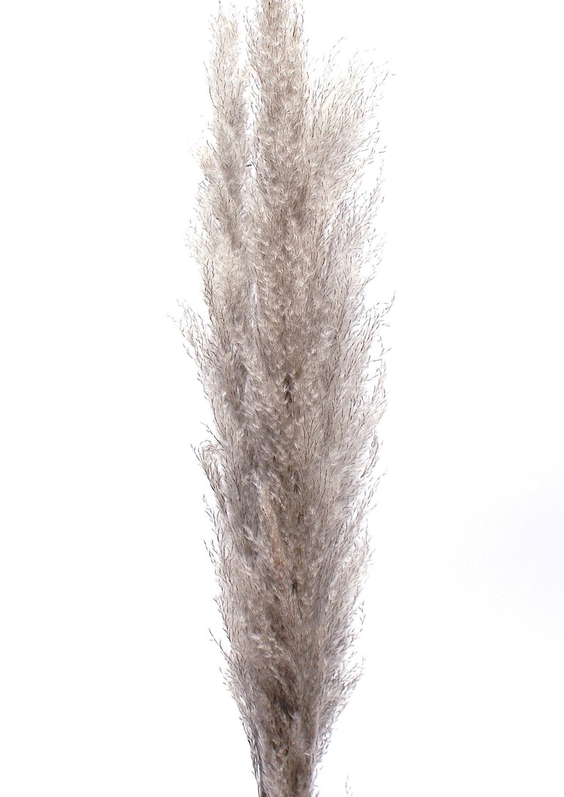 china pampas grass decor factory china pampas grass decor factory