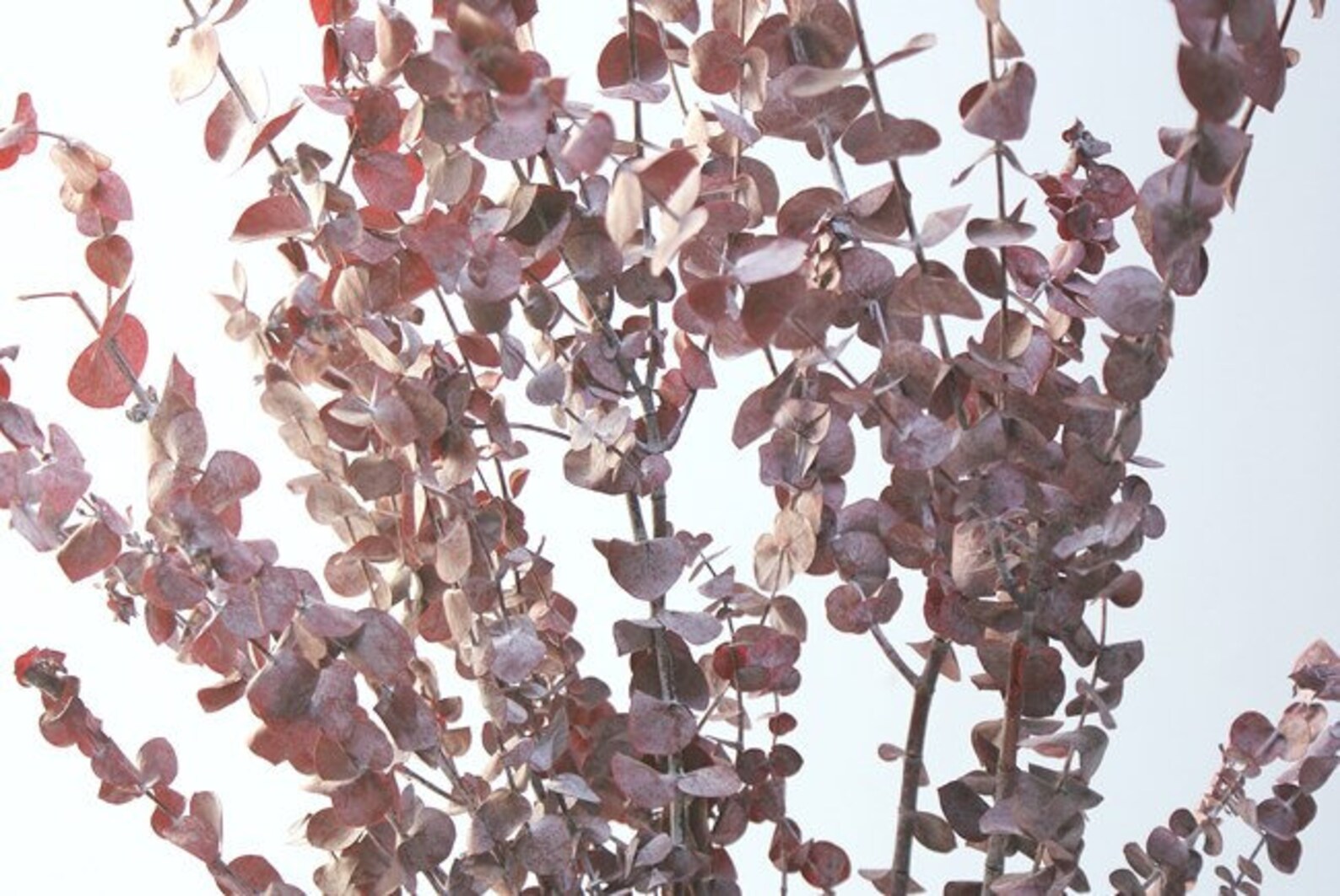 Red Preserved Eucalyptus Bundle Preserved Eucalyptus Stems Etsy