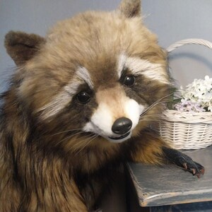 Realistic artificial stuffed raccoon toy made of faux fur and tinted with paints. It has cute exotic look with black glass eyes and black polymer clay nose. Has opened mouth with a tongue and teeth.