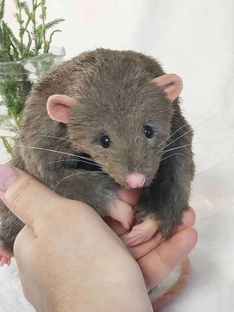 Gray Hand Rat Dumbo Hands Child Stock Photo 1379471627 | Shutterstock, image size:960x1280