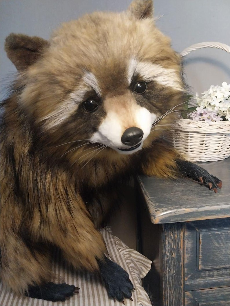 Realistic artificial stuffed raccoon toy made of faux fur and tinted with paints. It has cute exotic look with black glass eyes and black polymer clay nose. Has opened mouth with a tongue and teeth.