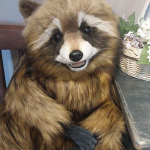 Realistic artificial stuffed raccoon toy made of faux fur and tinted with paints. It has cute exotic look with black glass eyes and black polymer clay nose. Has opened mouth with a tongue and teeth.