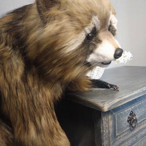 Realistic artificial stuffed raccoon toy made of faux fur and tinted with paints. It has cute exotic look with black glass eyes and black polymer clay nose. Has opened mouth with a tongue and teeth.