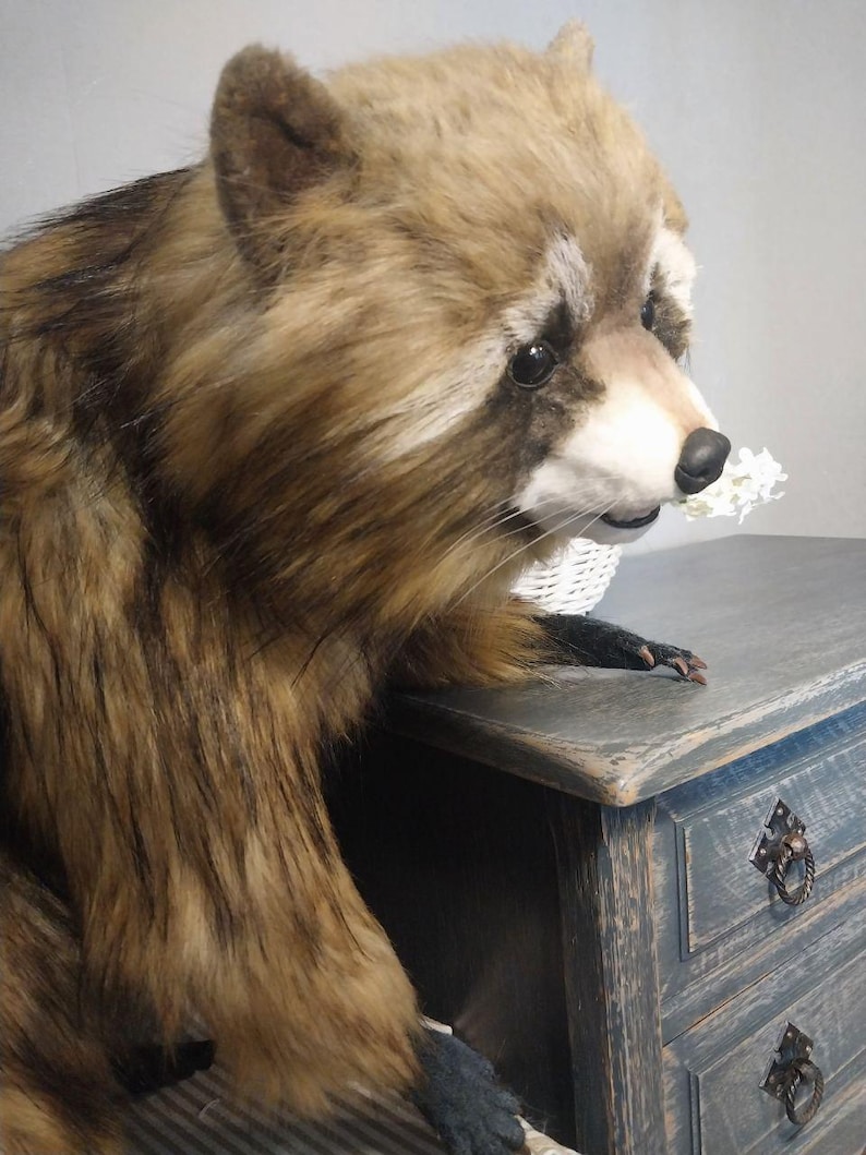 Realistic artificial stuffed raccoon toy made of faux fur and tinted with paints. It has cute exotic look with black glass eyes and black polymer clay nose. Has opened mouth with a tongue and teeth.