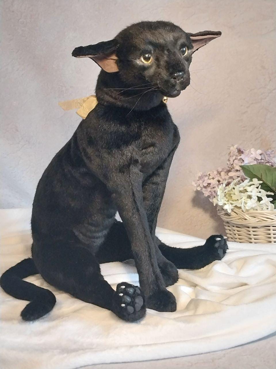 Oriental Kitten Denmark