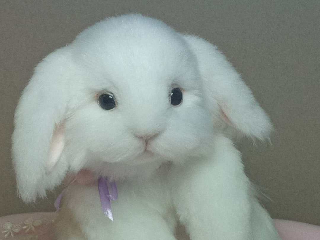 Bunny Realistic Toy OOAK Artificial Stuffed Animal Cute Baby Rabbit ...