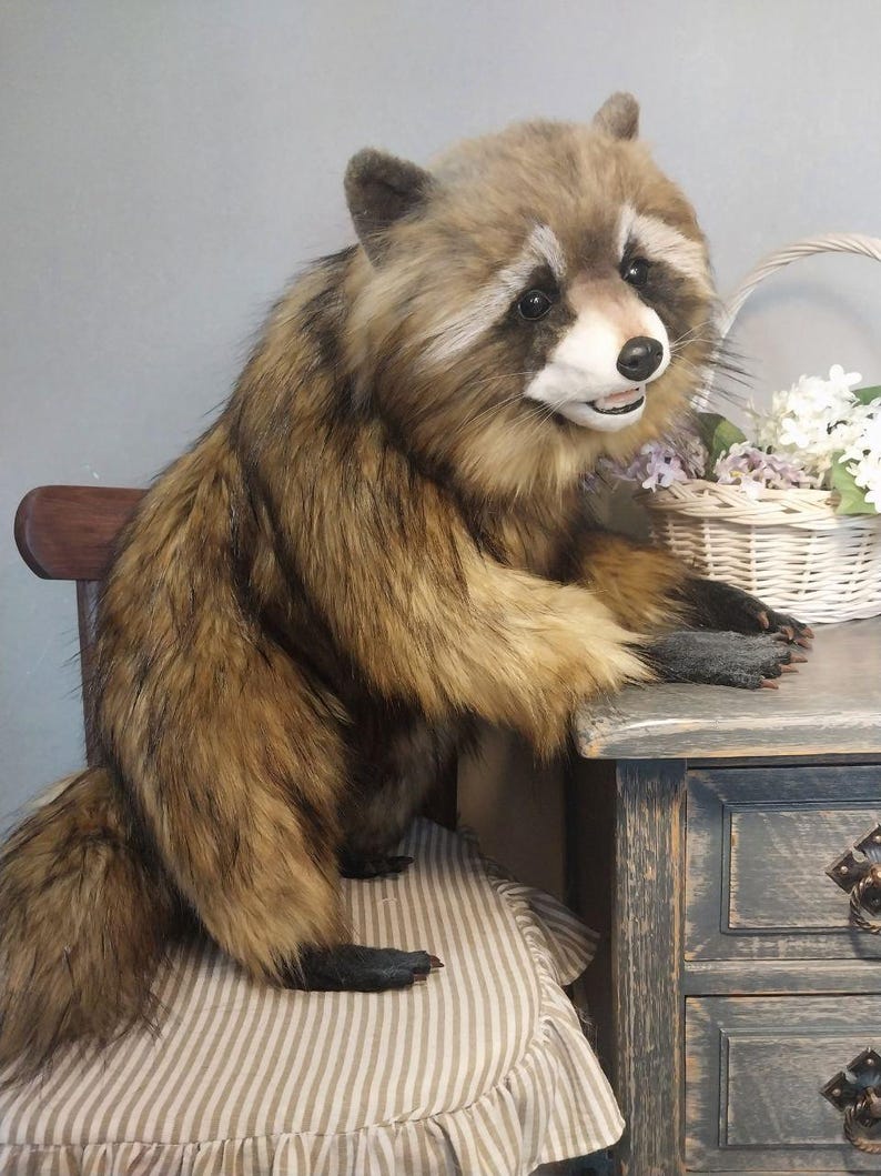 Realistic artificial stuffed raccoon toy made of faux fur and tinted with paints. It has cute exotic look with black glass eyes and black polymer clay nose. Has opened mouth with a tongue and teeth.