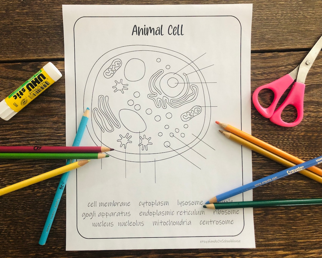 Animal Cell Coloring Sheet PDF Printable a Homeschool or Classroom