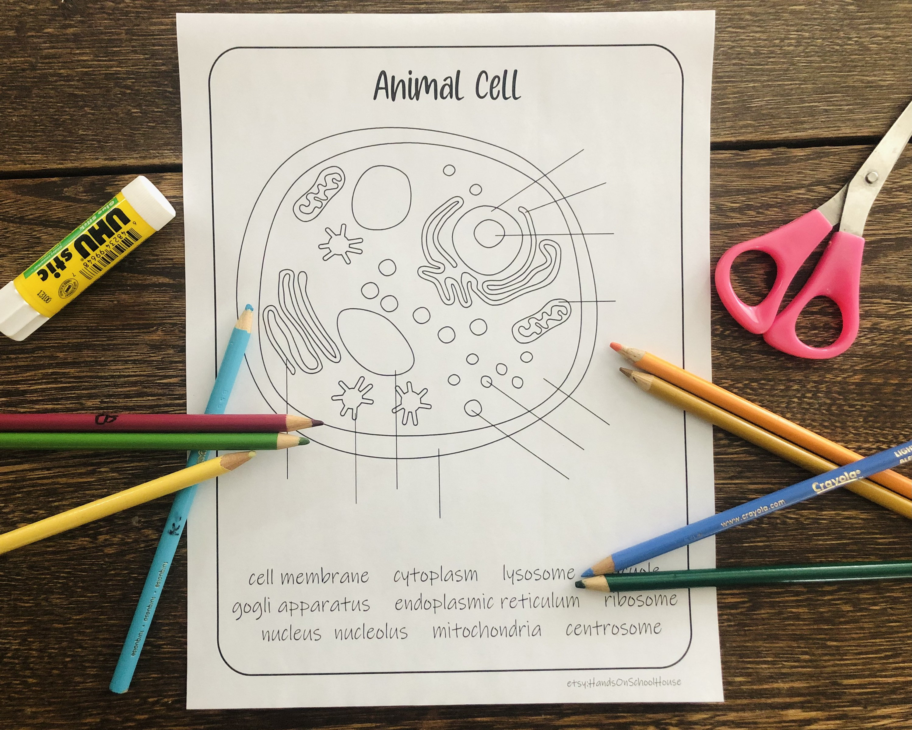 Animal Cell - Etsy Animal Cell - Etsy