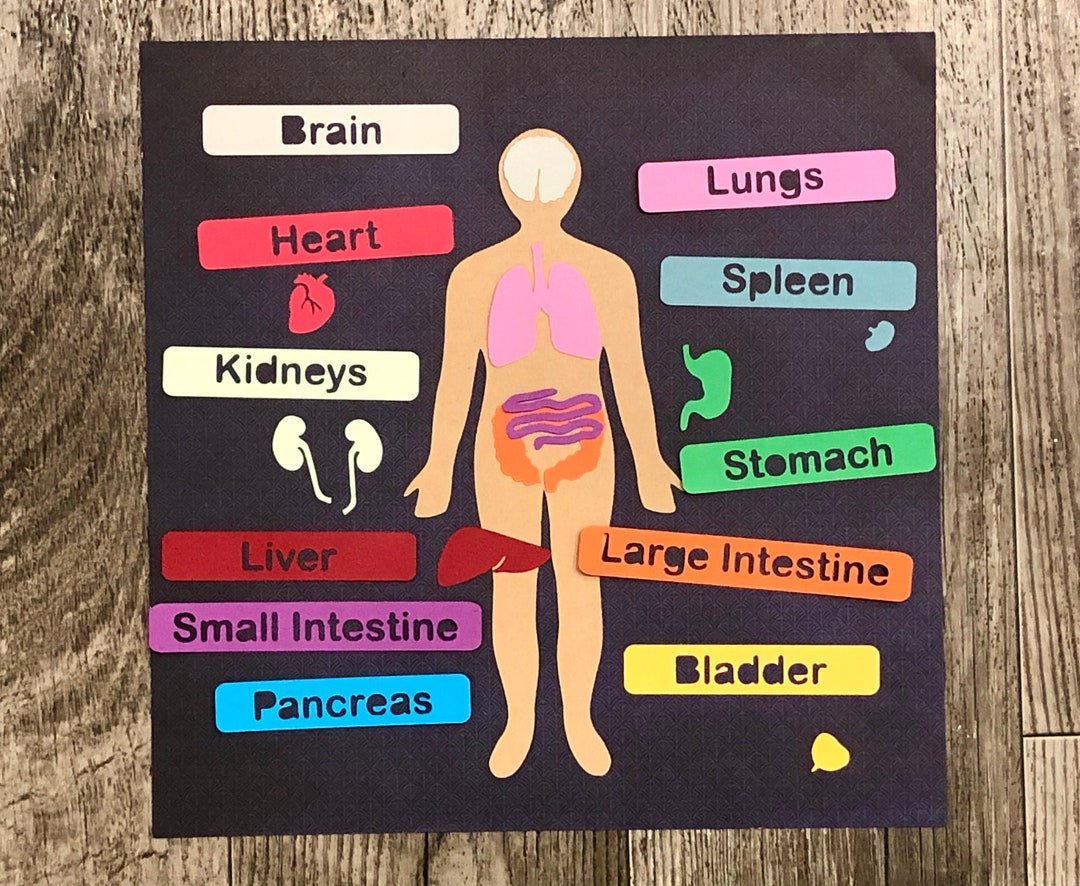 human-anatomy-svg-for-kids-human-organs-cut-file-and-printable-biology
