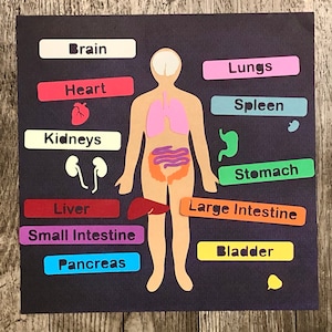 Peut inclure: Un tableau en feutre coloré avec un contour de corps humain et des organes en feutre découpés. Les organes sont étiquetés avec les mots suivants : Cerveau, Cœur, Poumons, Rate, Estomac, Reins, Foie, Intestin grêle, Gros intestin, Pancréas et Vessie.