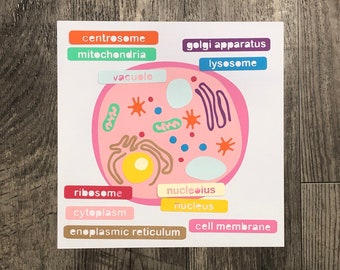 Animal Cell SVG and PDF Printable- a homeschool or classroom science biology paper craft for Cricut, Silhouette, and Hand Cutting