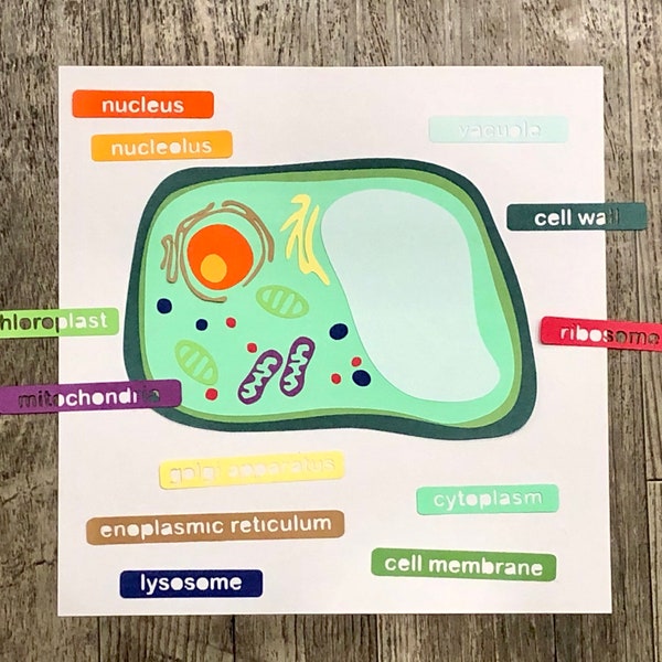 Plant Cell SVG and PDF Printable- a homeschool or classroom science biology paper craft for Cricut, Silhouette, and Hand Cutting