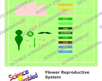 Flower Reproductive System- homeschool science download (SVG, PDF, PNG)