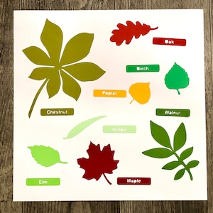 May include: A white sheet of paper with various colored paper cutouts of leaves. Each leaf is labeled with the name of the tree it comes from, including Oak, Birch, Poplar, Chestnut, Willow, Walnut, Elm, Maple.