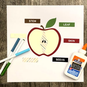 Teile eines Apfels | Apple Anatomy SVG-Filz Board Template- eine Datei zum Lernen über Äpfel (svg, dxf, png, pdf)