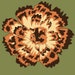 Tiffeytwo