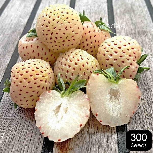 500 SEEDS White Soul Strawberry Seed Gourmet Rare Sweet Strawberries Garden Plant Indoor Outdoor KIt Sweet.