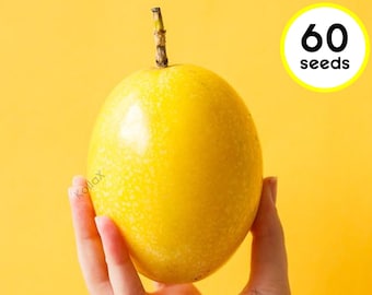 Giant Panama Gold Passionfruit 60 Seeds Yellow RAREシード Semillas Sementes Saat Semana Zadan بذور Des Graines