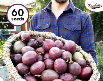 Giant Purple Passionfruit 60 Seeds RARE Gourmet Fruit Granadilla Heirloom Exotic Unusual Tropical Sweet Passion Plants Garden Seed