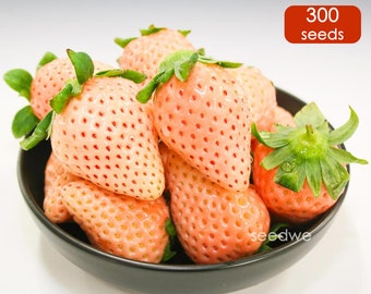 300 Rare Momo Ichigo Japanese Strawberry Seeds Exotic Gourmet Strawberries Heirloom Garden シード Semillas Semi Saat Des Graines Peach Plant