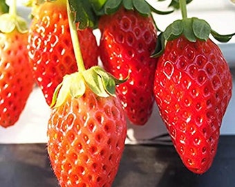 500 Rare Akihime Japanese Strawberry Seeds Exotic Gourmet Fruit Strawberries Heirloom Garden シード Semillas Semi Des Graines KIt Plant