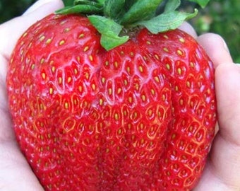 500 Giant Russian Strawberry Seeds Rare Exotic Gourmet Strawberries Heirloom Garden Jumbo  シード Semillas Semi Saat Des Graines Russia Plant