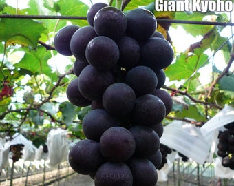 Giant Kyoho Grape Seeds 50 Japanese Sweet Vine Plant Seed RARE Heirloom Exotic Semillas Sementes Saat Semi