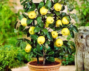 15 Apple Tree Pot Plant Seeds Indoor Outdoor Plants Rare Bonsai Dwarf Apples Exotic 15 Seeds