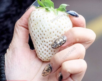 BIG White Strawberry Samen Seltene Große Süße シード Semillas Sementes Saat Semi Zadan Semena FRØ TOHUMLAR بذور Des Graines