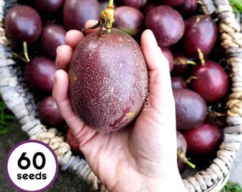 Giant Purple Passionfruit 60 Seeds RARE Fruit Exotic Unusual Granadilla Tropical Big Juicy Passion Plants Garden Seed