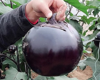 Bowling Ball Giant Eggplant HARD TO FIND 200 Seeds Black Beauty Round Ball  Brinjal Aubergin Rare Vegetable Indian Semillas