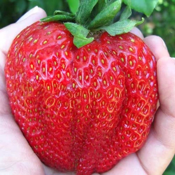 500 Giant Russian Strawberry Seeds Rare Exotic Gourmet Strawberries Heirloom Garden Jumbo Semillas Semi Des Graines Russia Plant Outdoor