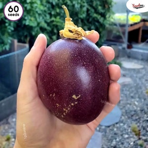 Granadilla Giant Purple Passionfruit 60 Seeds RARE Gourmetシード Semillas Sementes Saat Semi Zadan FrÖn Semena frØ بذور Des Graines