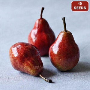 25 Rare Red Anjou Pear Seeds Heirloom Exotic Wild Unusual Fruit Tree Plant Pears Seed