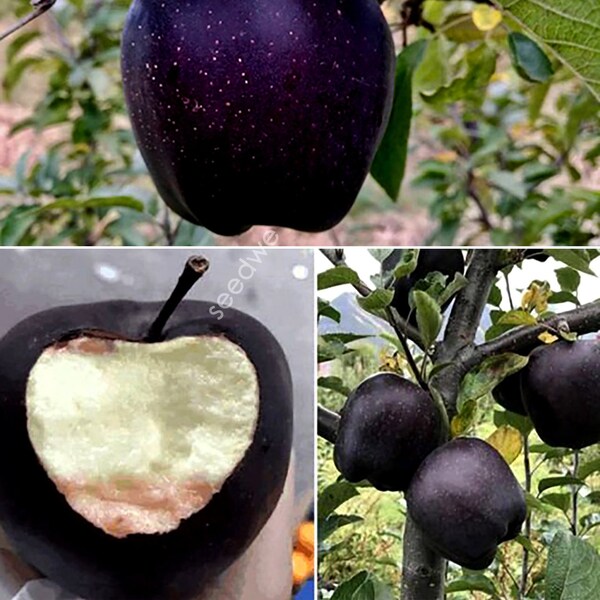 Rare 15 graines de pomme Black Diamond Heirloom Fruits exotiques du jardin Semillas Sementes Saat Semi ZADEN SEMENA