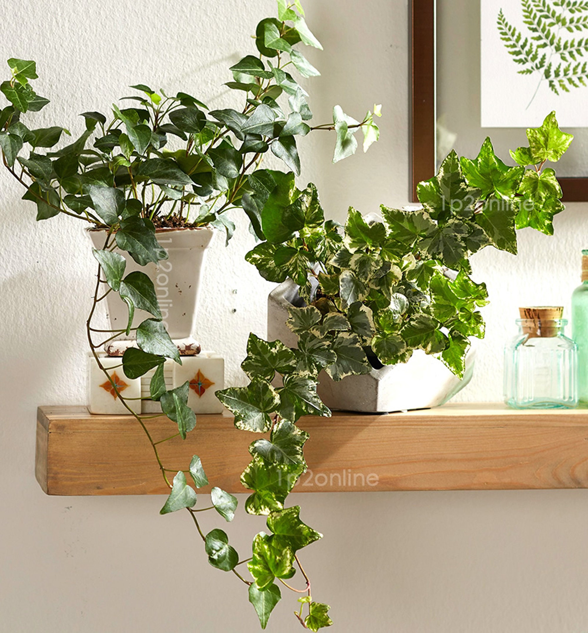 Rare English Ivy Plant Vine x50 Seeds Online Indoor House Etsy