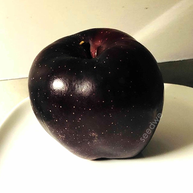 Rare 15 Black Diamond Apple Seeds Heirloom Exotic Garden Fruit image 4